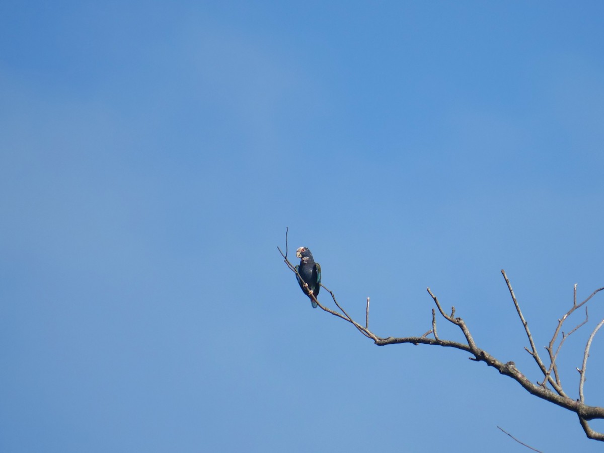 Loro Senil - ML640392613
