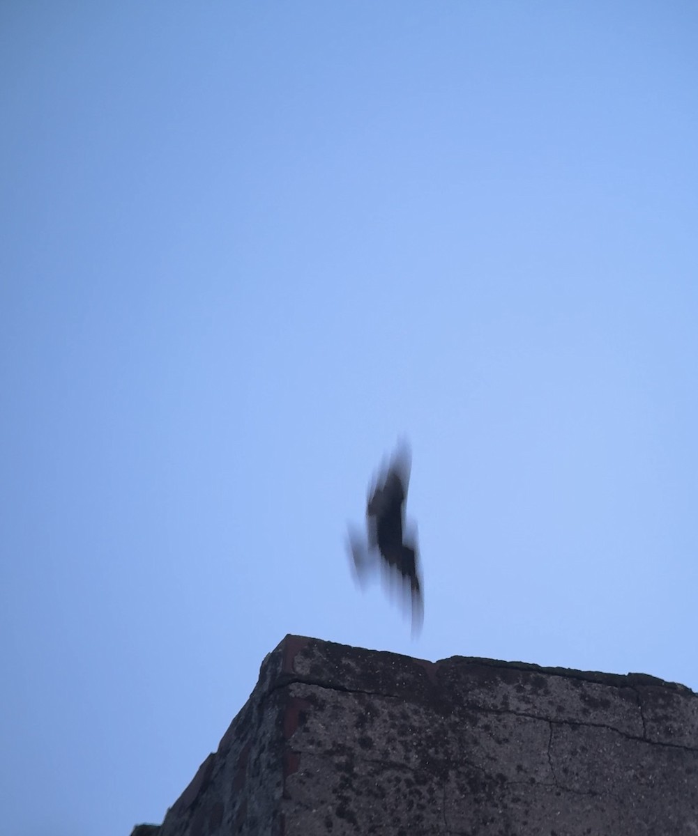 Chimney Swift - ML640392675