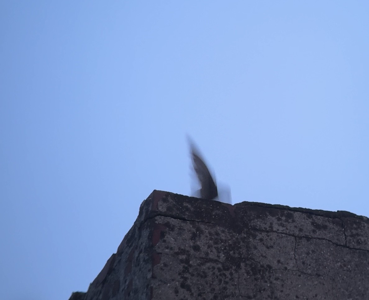 Chimney Swift - ML640392676