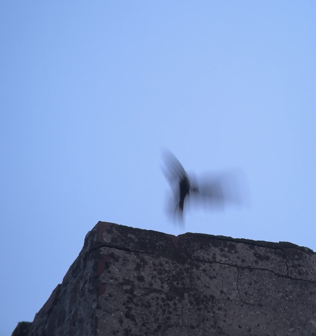 Chimney Swift - ML640392677