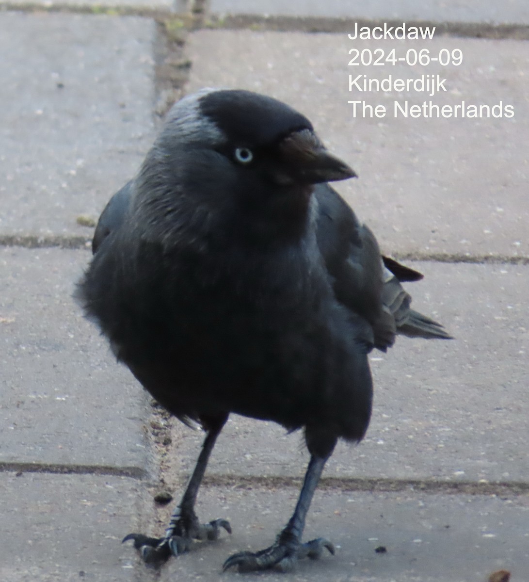 Eurasian Jackdaw - ML640392745