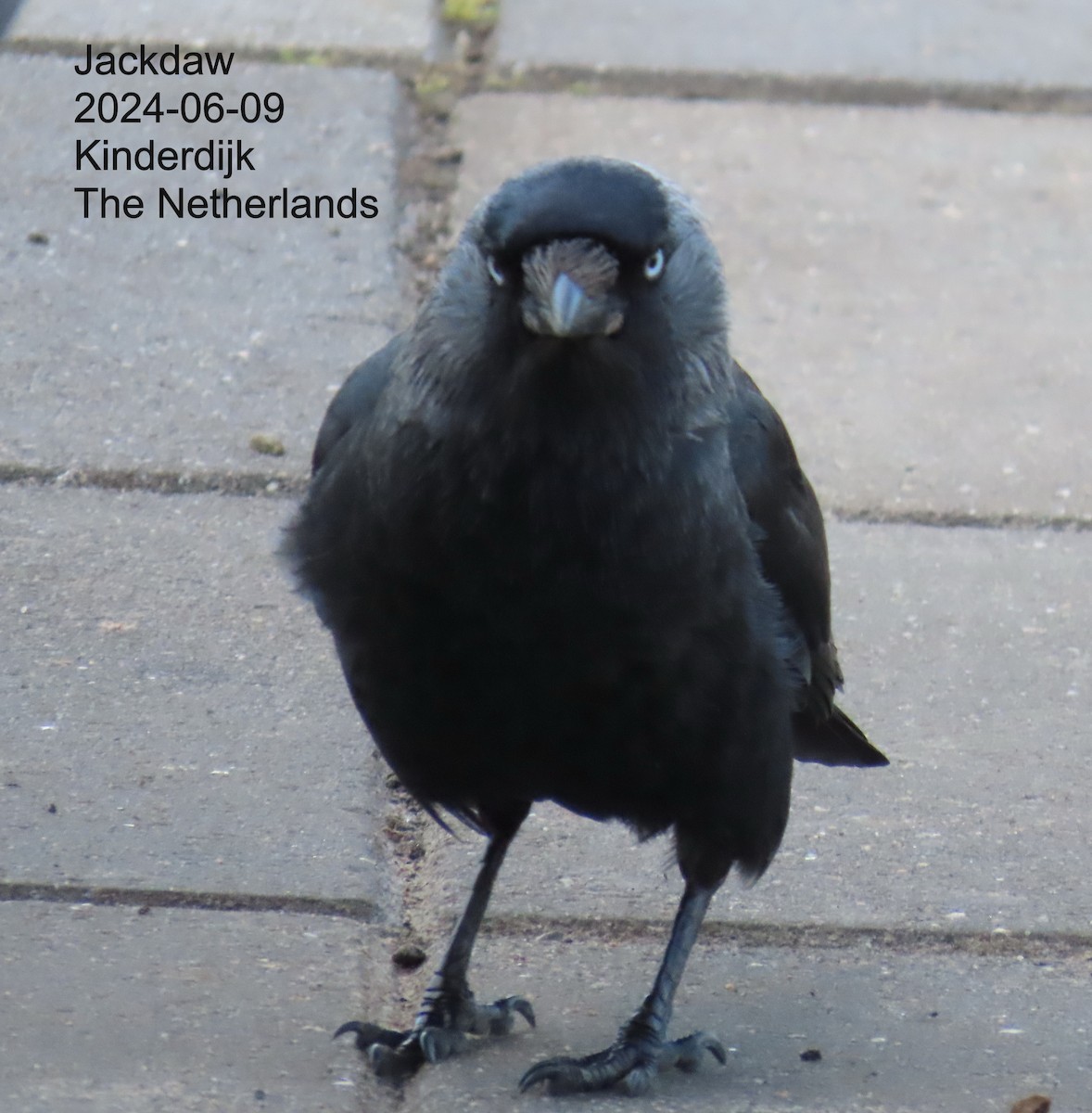 Eurasian Jackdaw - ML640392746
