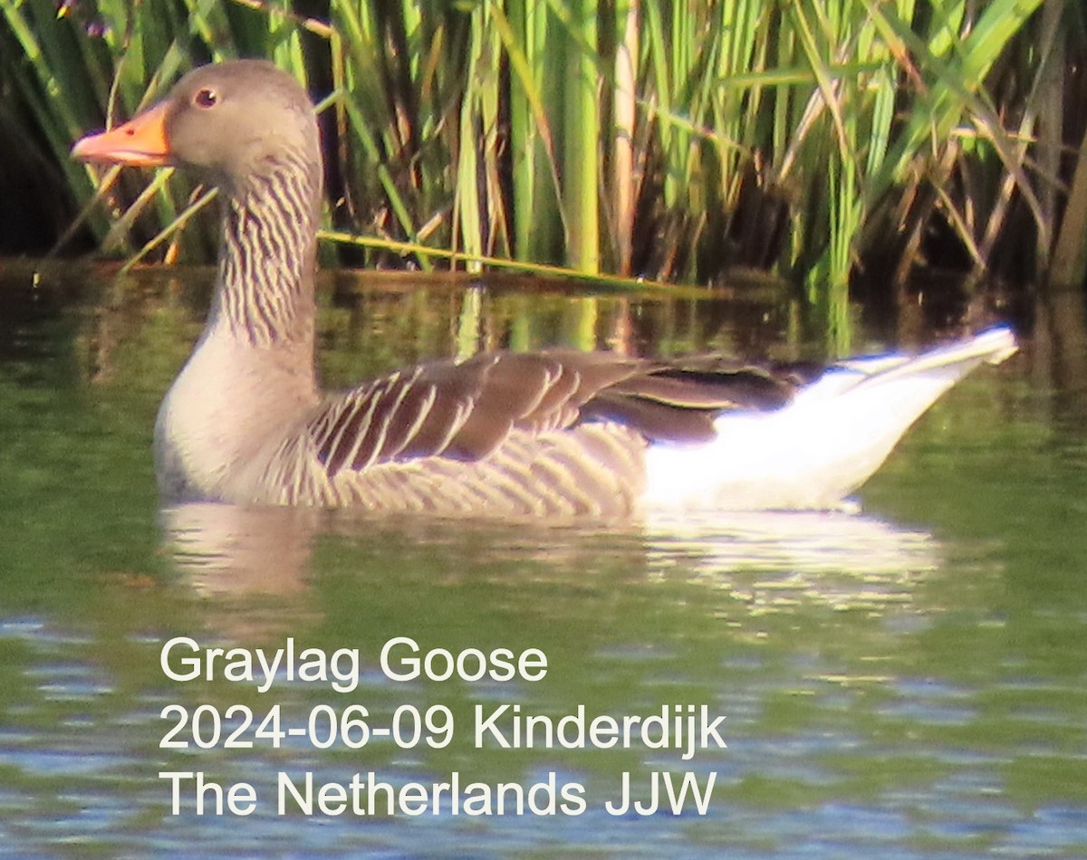Graylag Goose - ML640392753