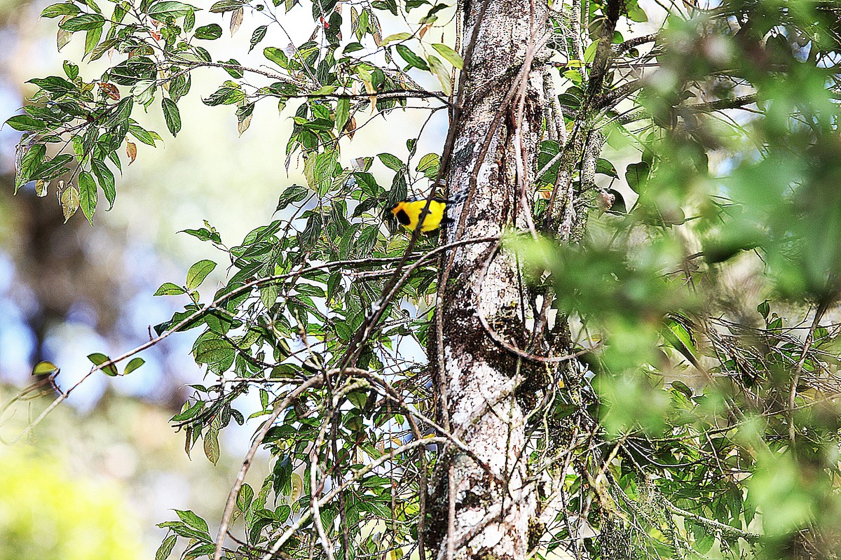 Black-breasted Boatbill - ML640392760