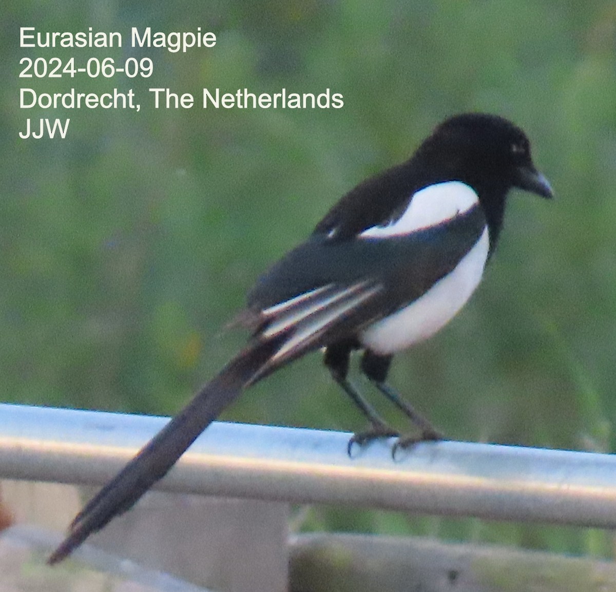 Eurasian Magpie - ML640392765