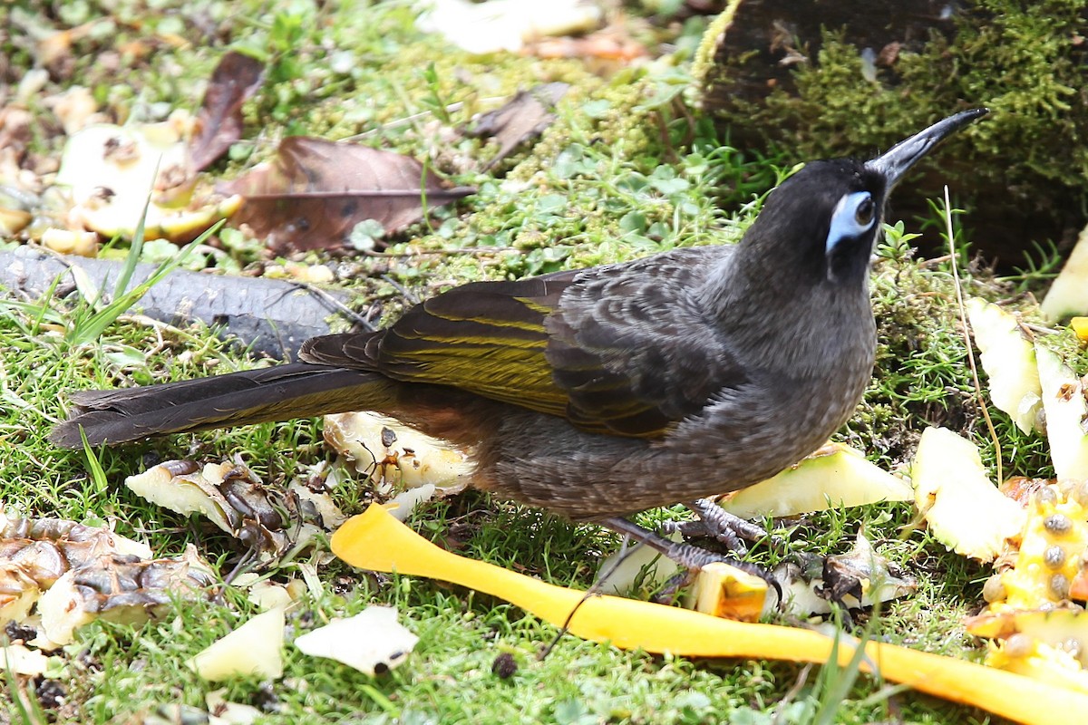 Belford's Melidectes - ML640392770
