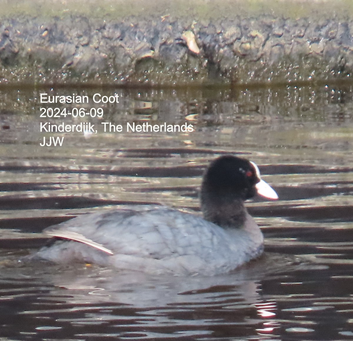 Eurasian Coot - ML640392773