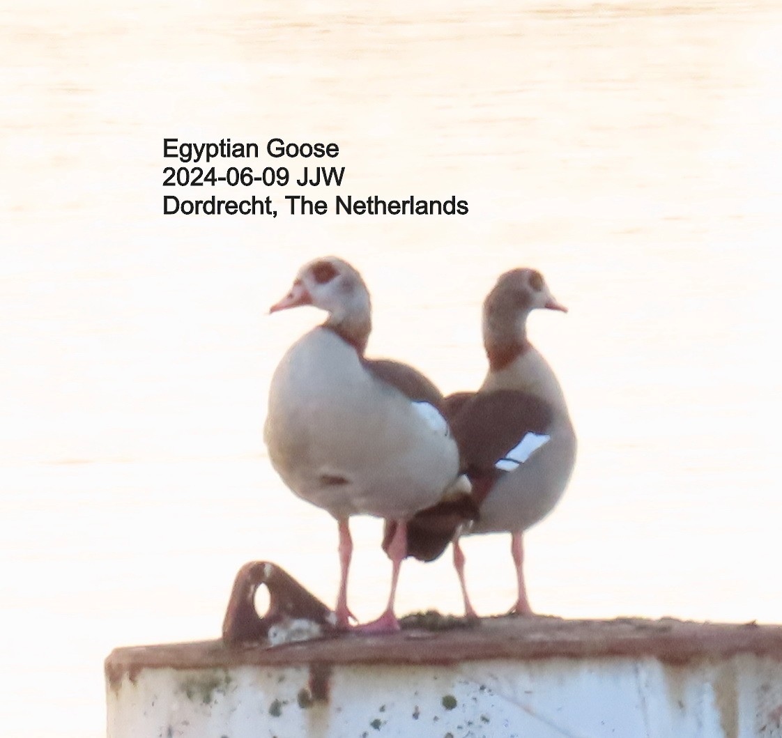 Egyptian Goose - ML640392778