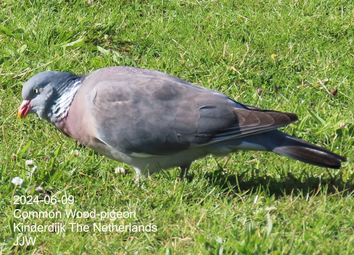 Common Wood-Pigeon - ML640392781