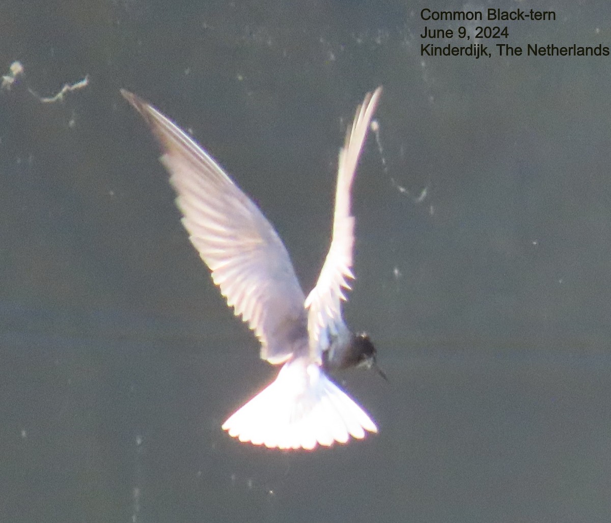 Black Tern - ML640392791