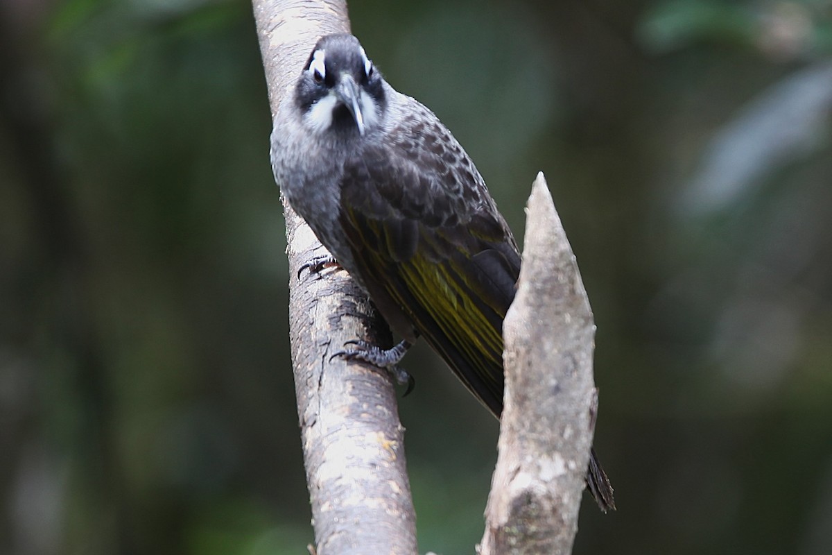 Belford's Melidectes - ML640392793