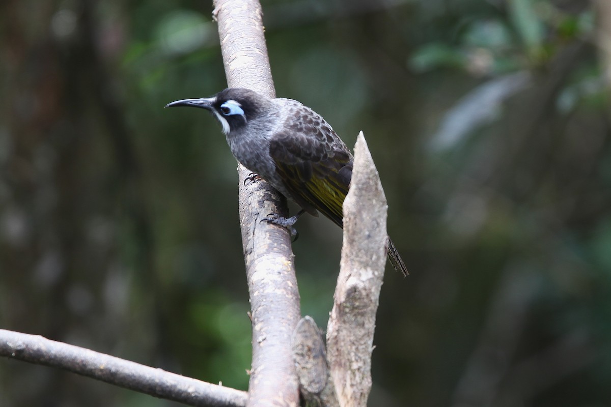 Belford's Melidectes - ML640392794