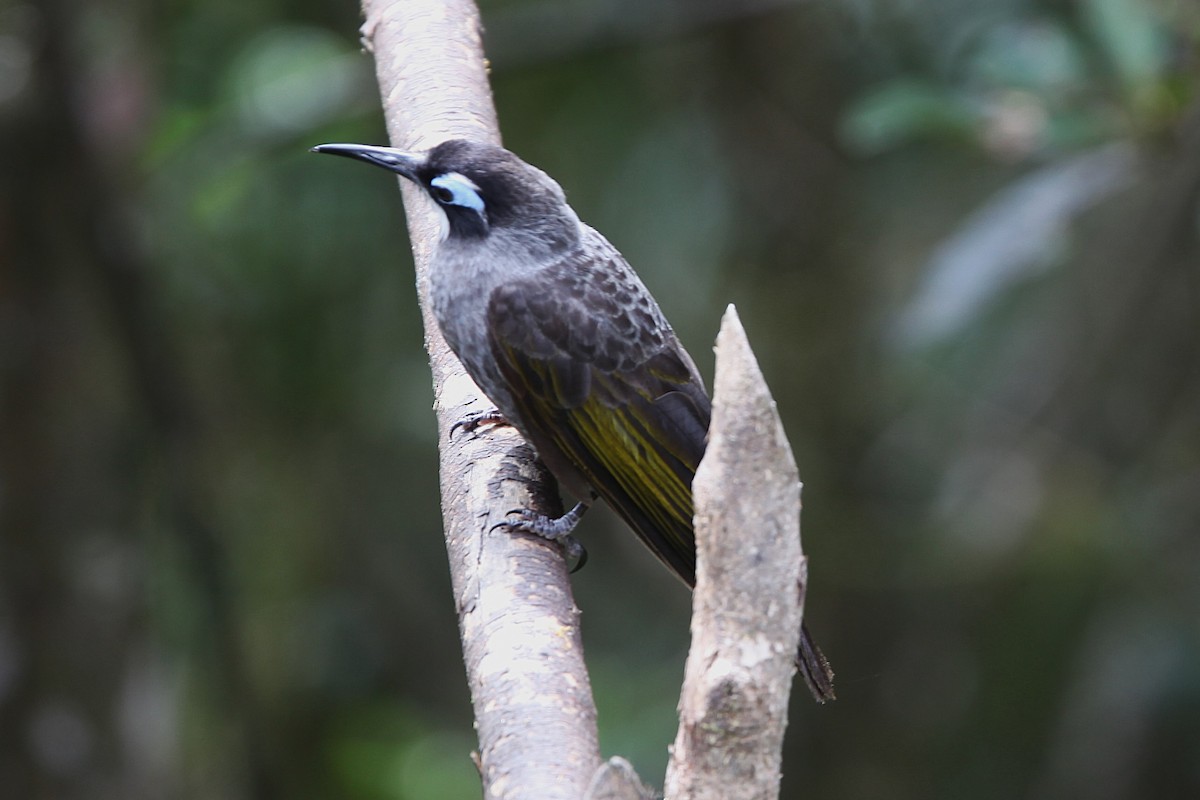 Belford's Melidectes - ML640392796