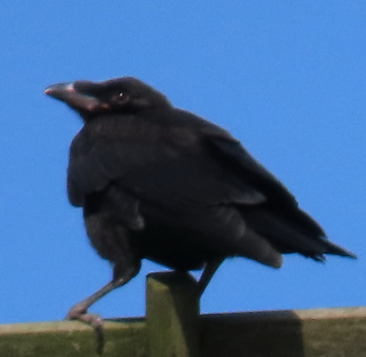 Carrion Crow - ML640392803
