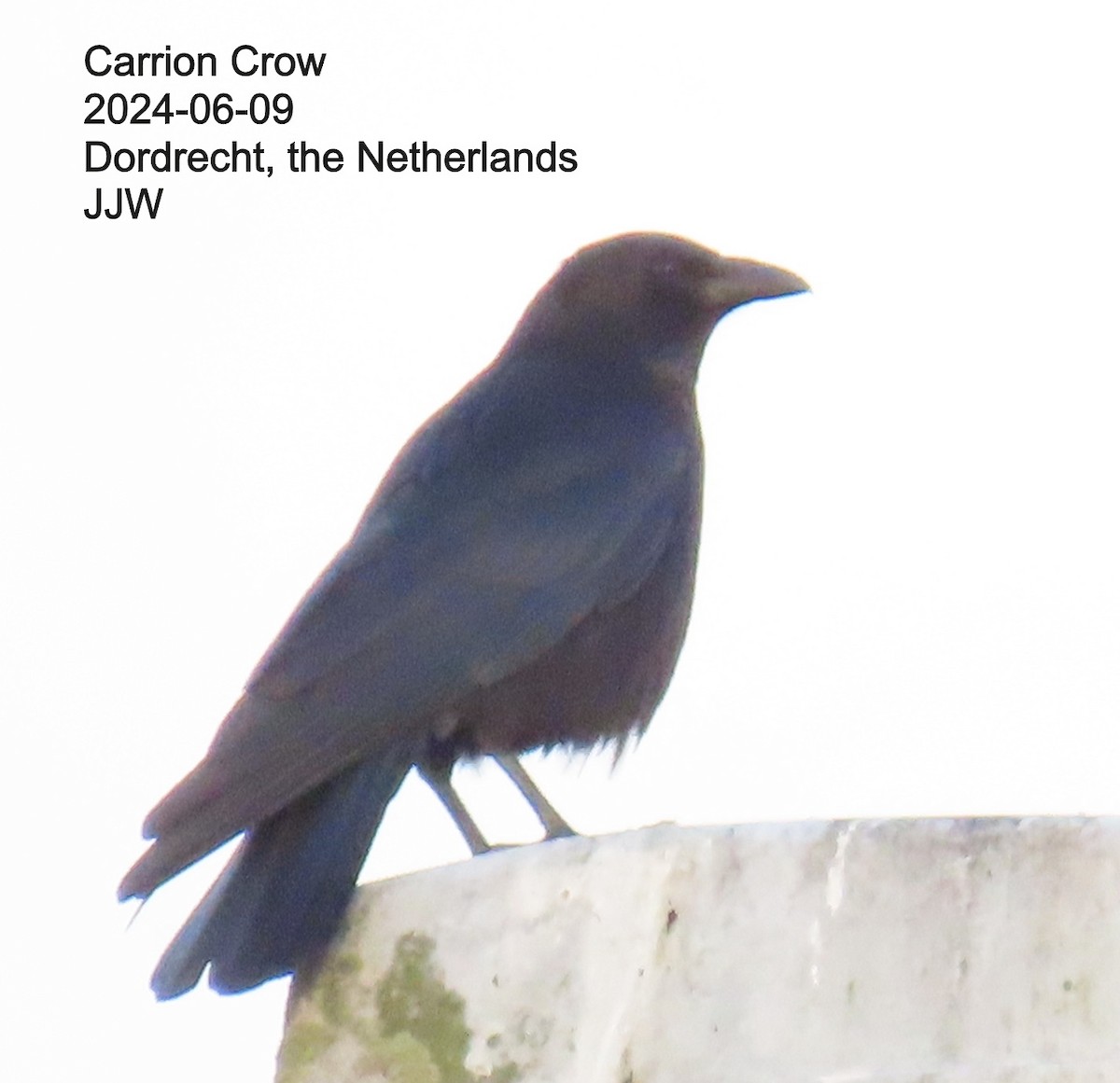 Carrion Crow - ML640392808