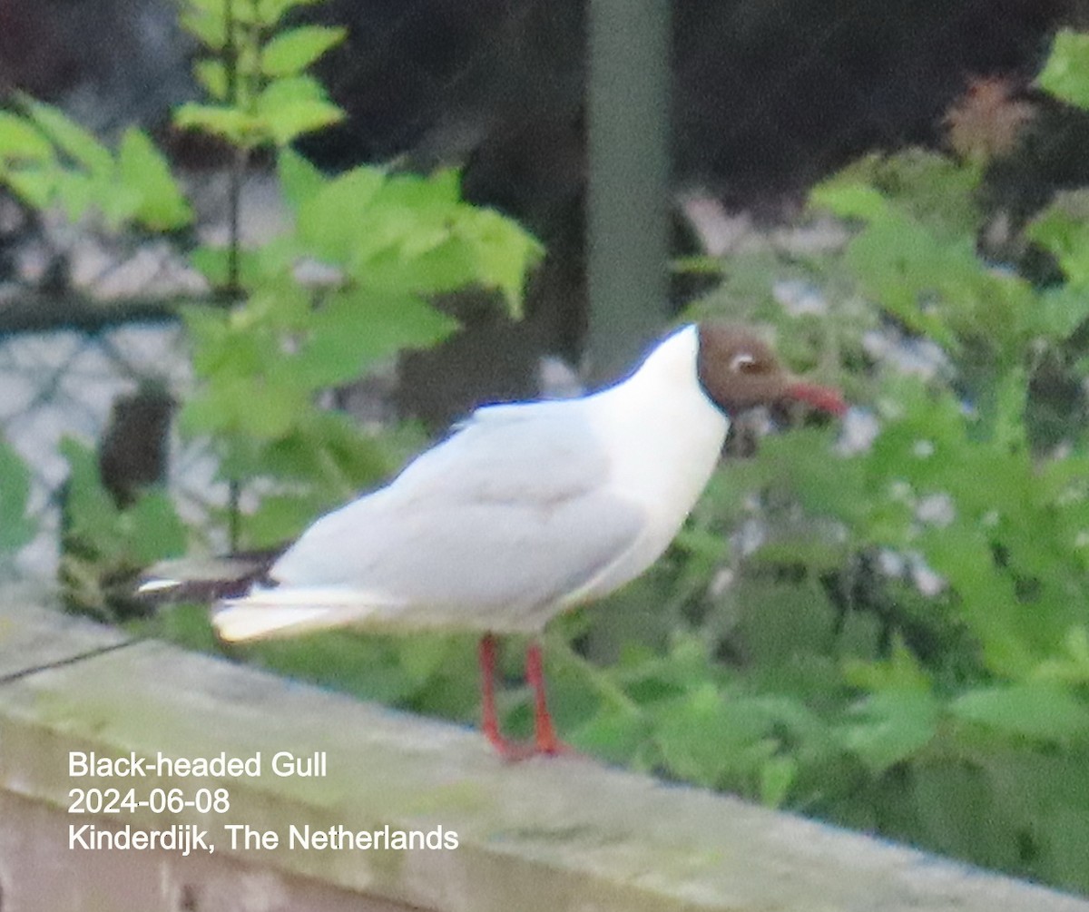 Black-headed Gull - ML640392820