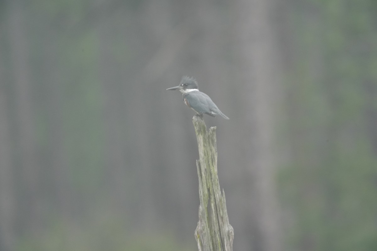 Belted Kingfisher - ML640392823