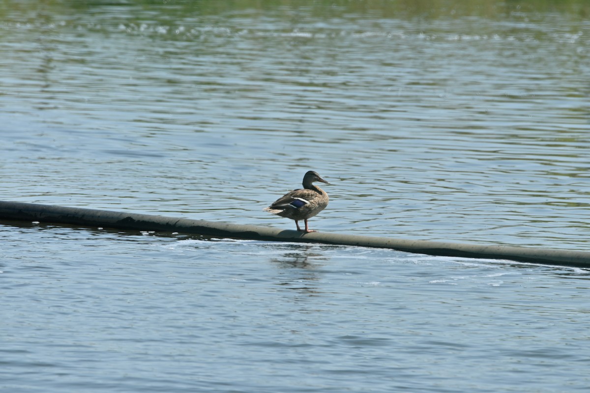 Canard colvert - ML640392834
