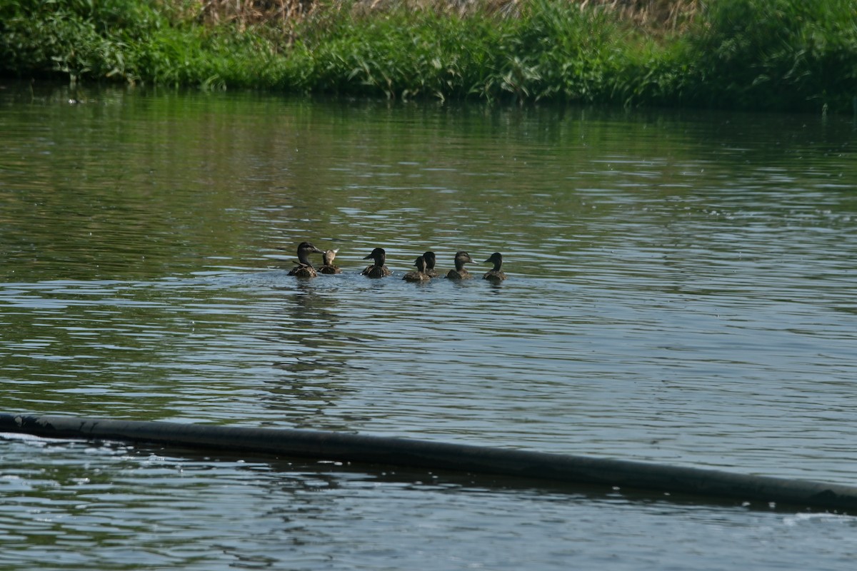 Canard colvert - ML640392835