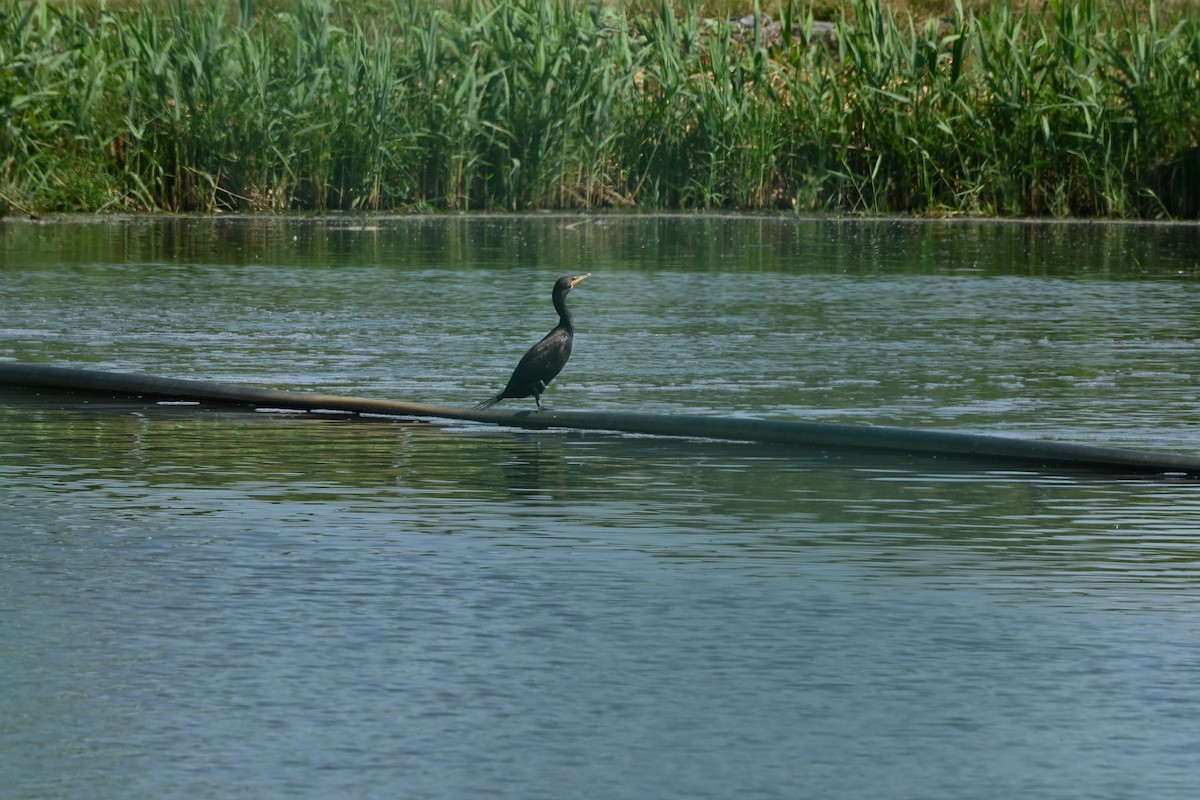 Cormoran à aigrettes - ML640392840