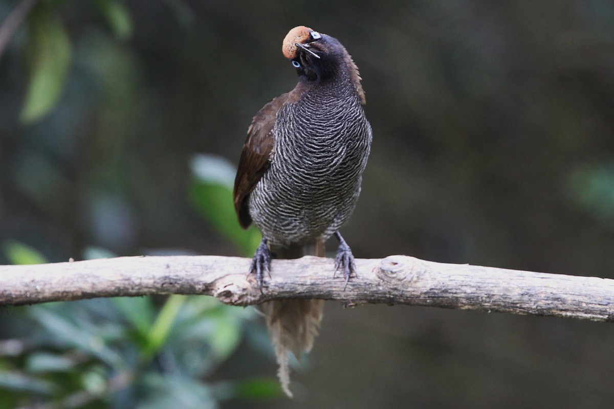 Brown Sicklebill - ML640392860