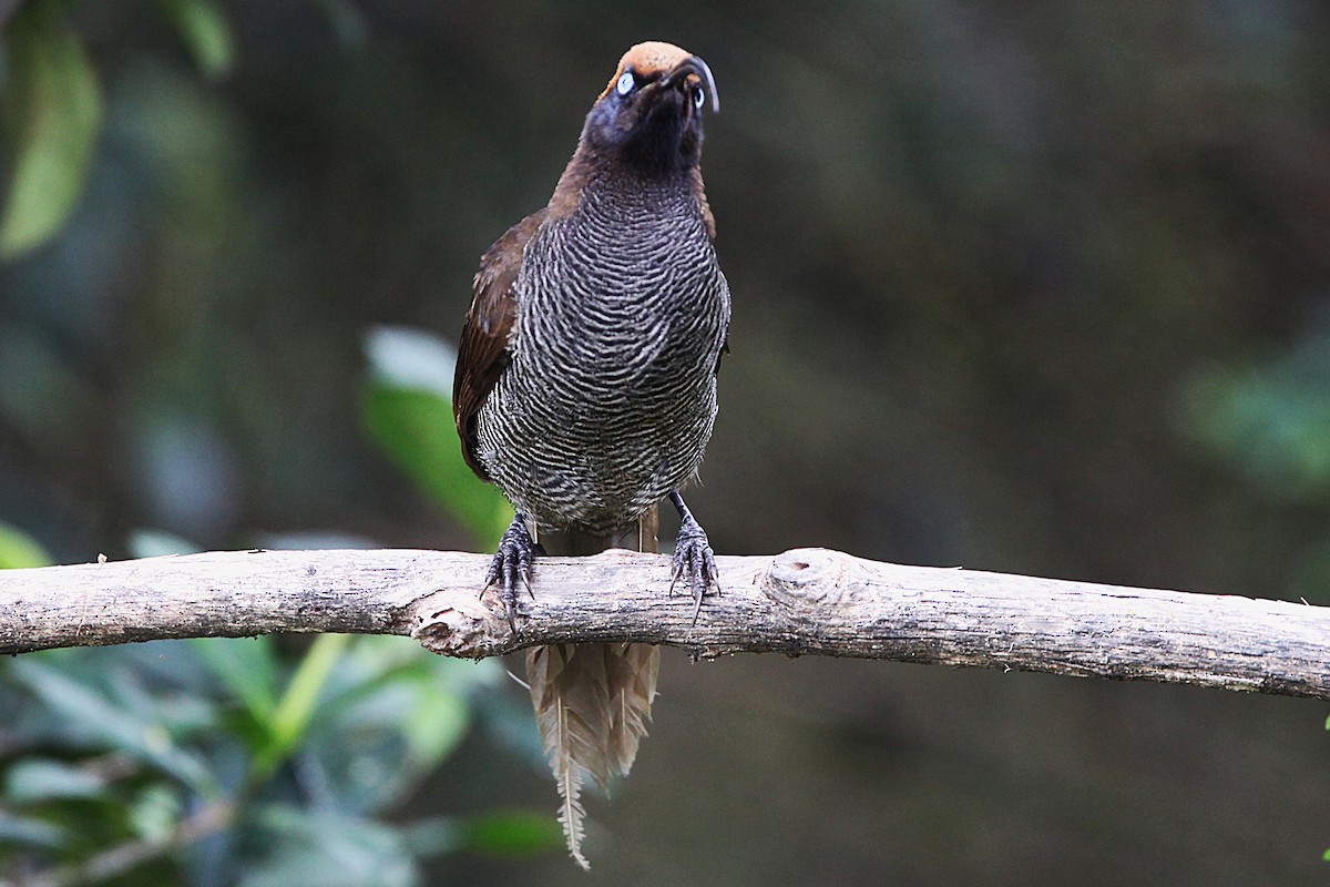 Brown Sicklebill - ML640392861
