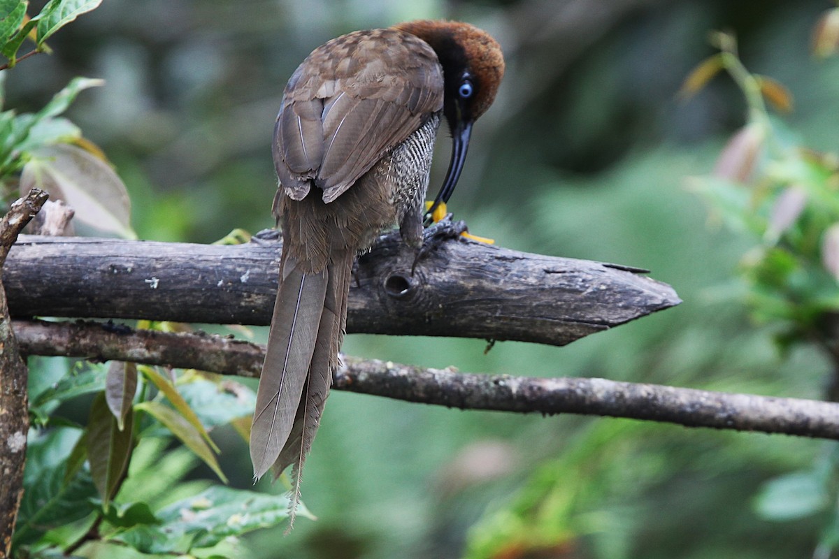 Brown Sicklebill - ML640392866