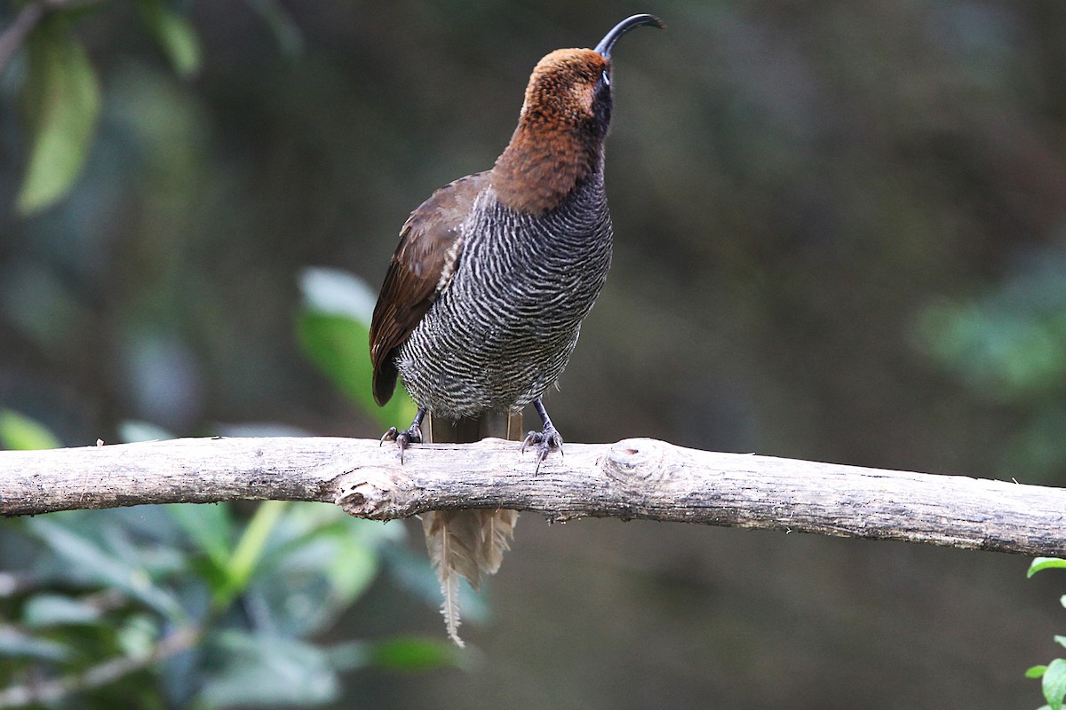 Brown Sicklebill - ML640392868