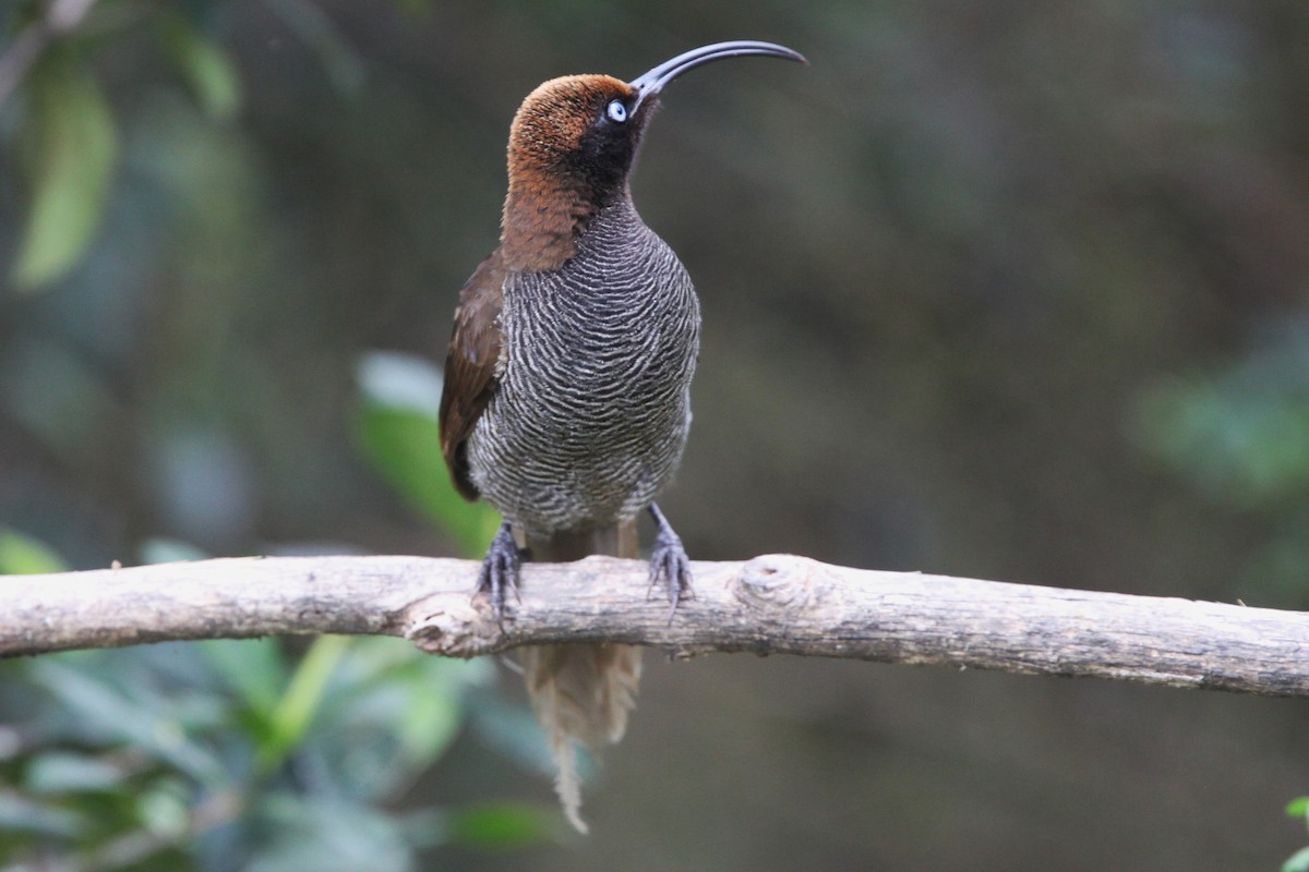 Brown Sicklebill - ML640392869