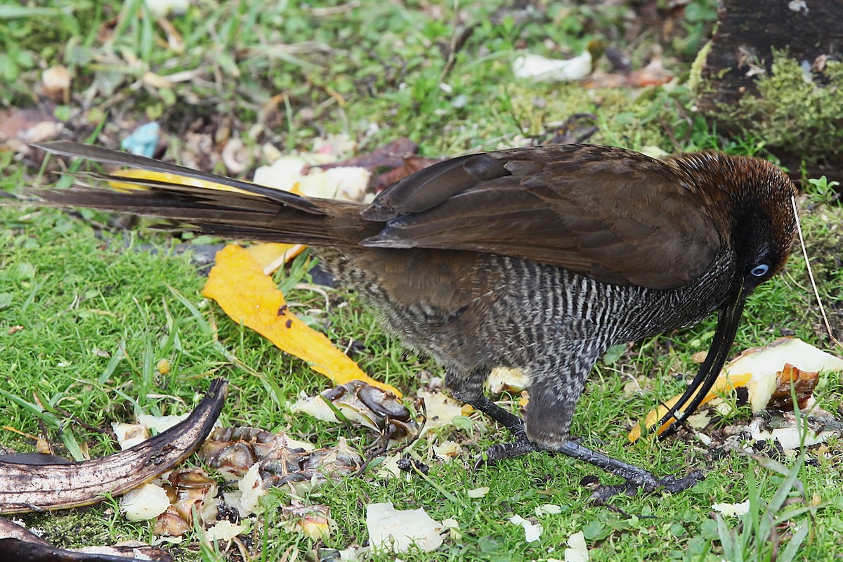 Brown Sicklebill - ML640392870