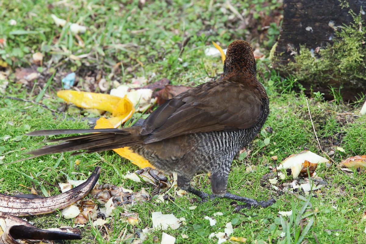 Brown Sicklebill - ML640392871