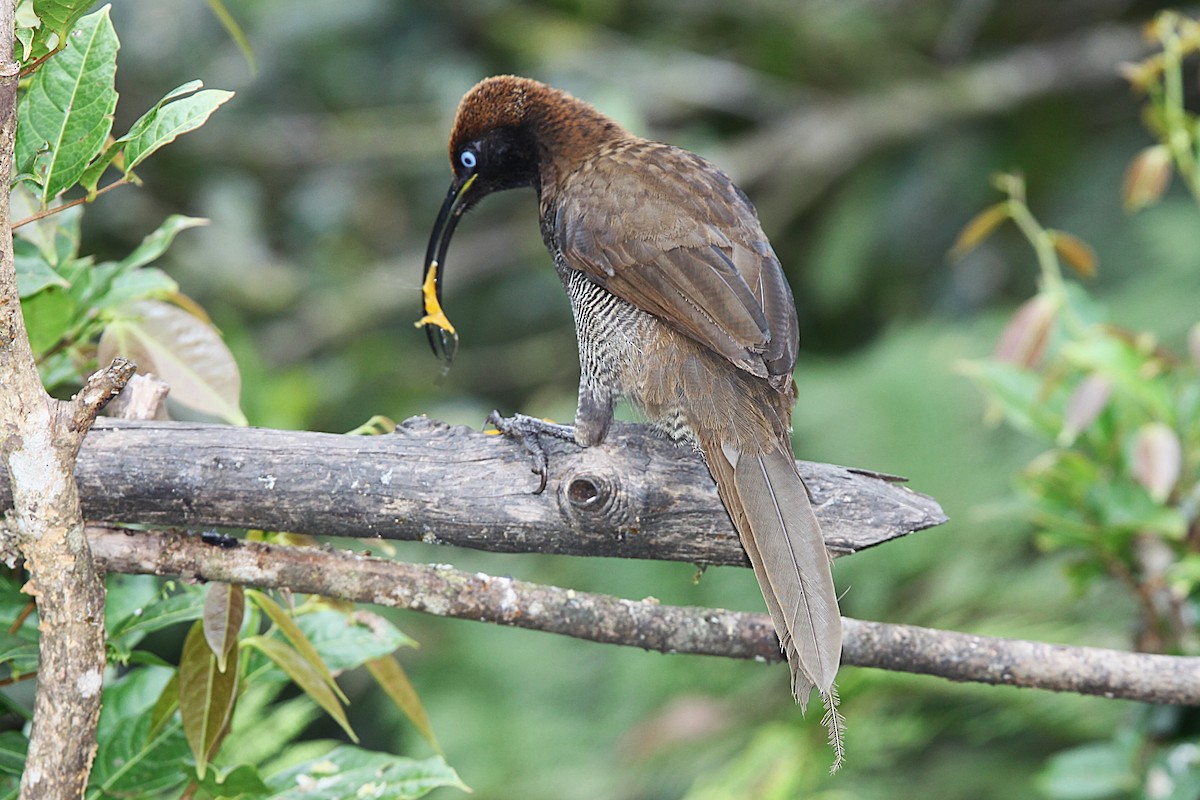Brown Sicklebill - ML640392872