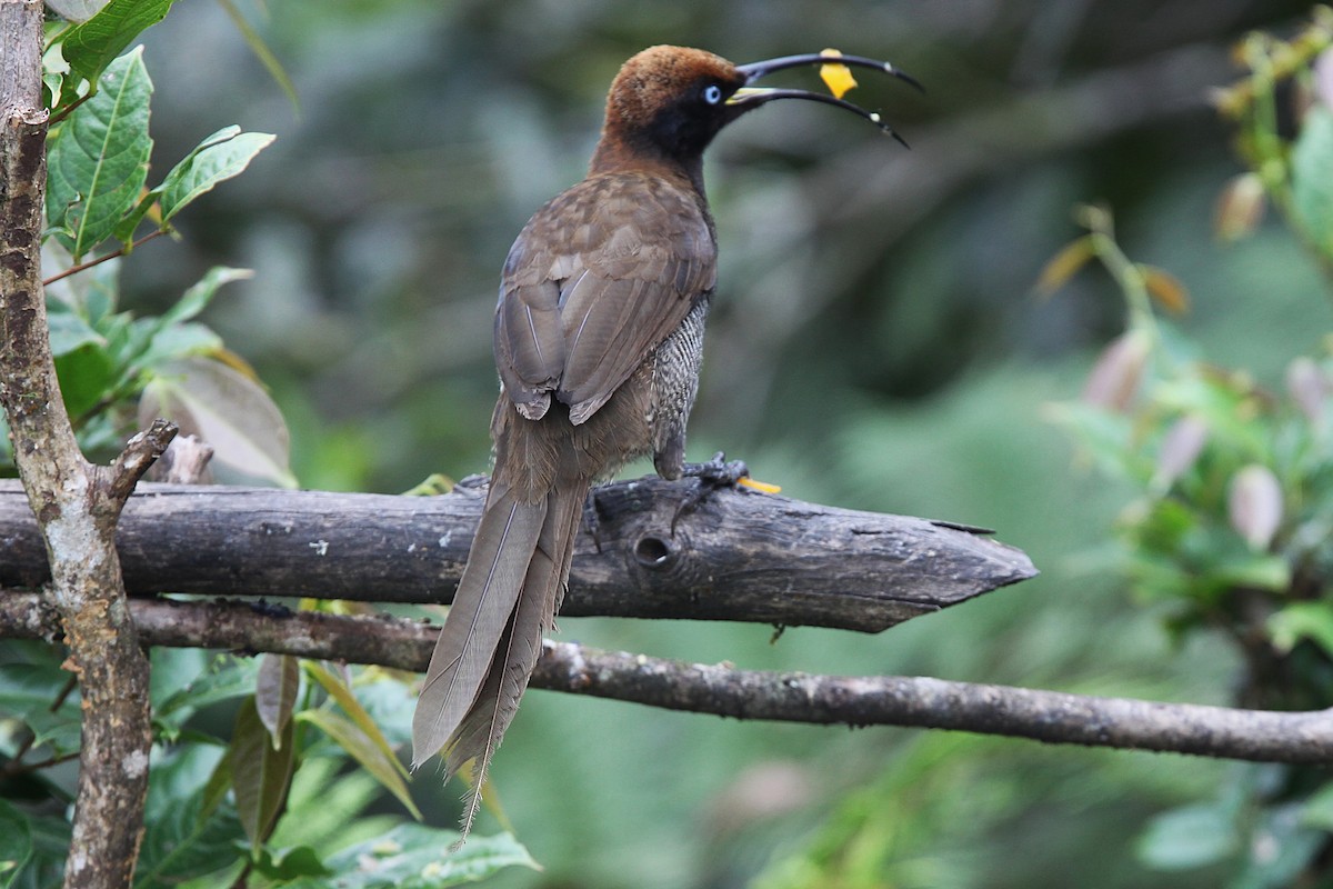 Brown Sicklebill - ML640392873