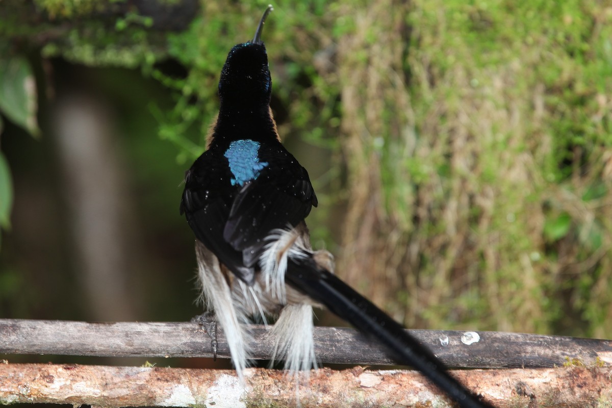 Brown Sicklebill - ML640392874