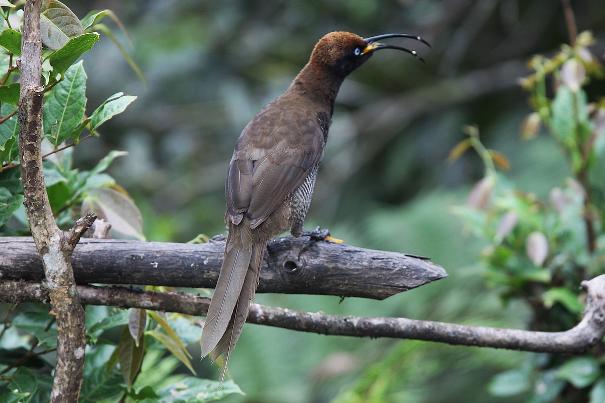 Brown Sicklebill - ML640392875