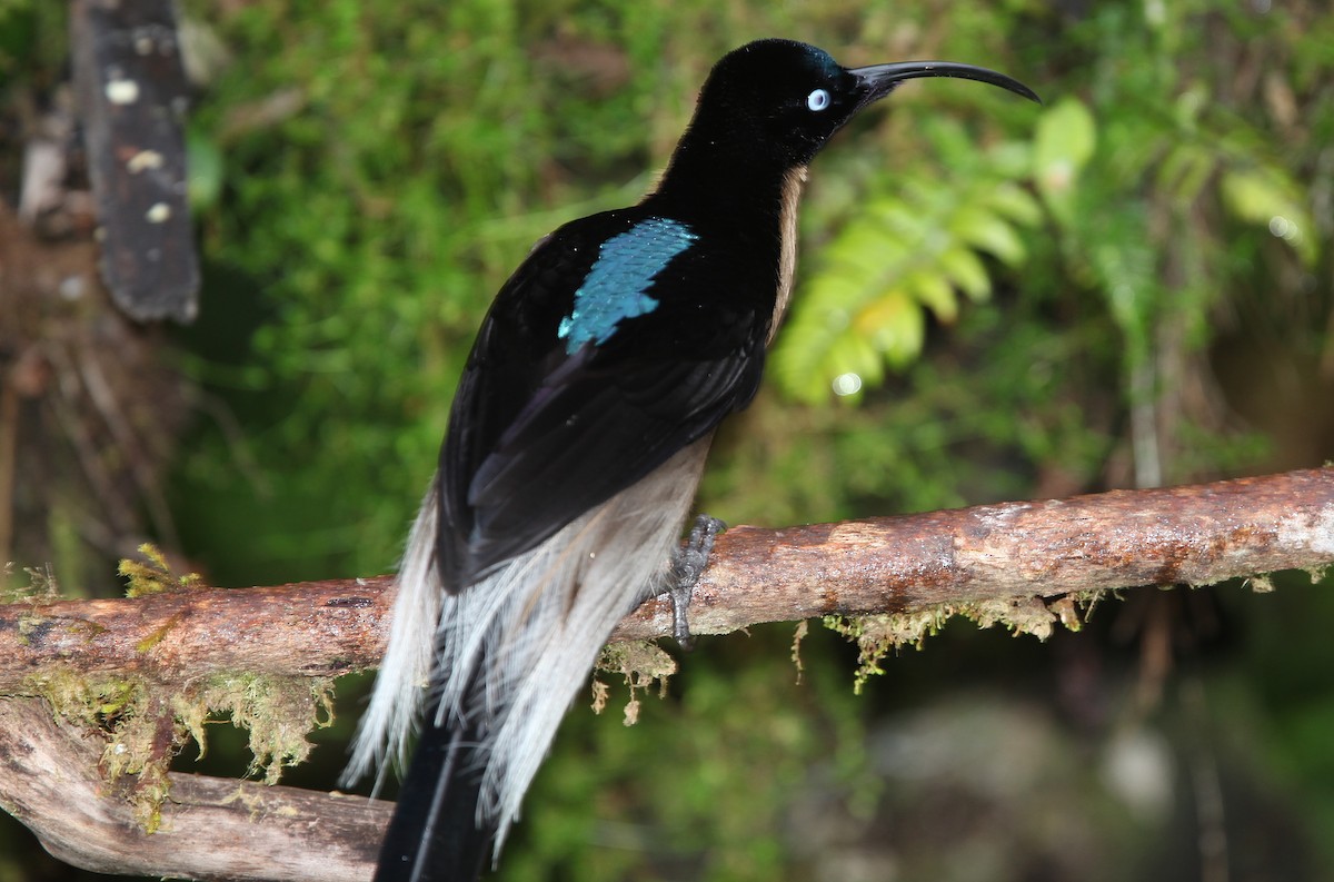 Brown Sicklebill - ML640392876
