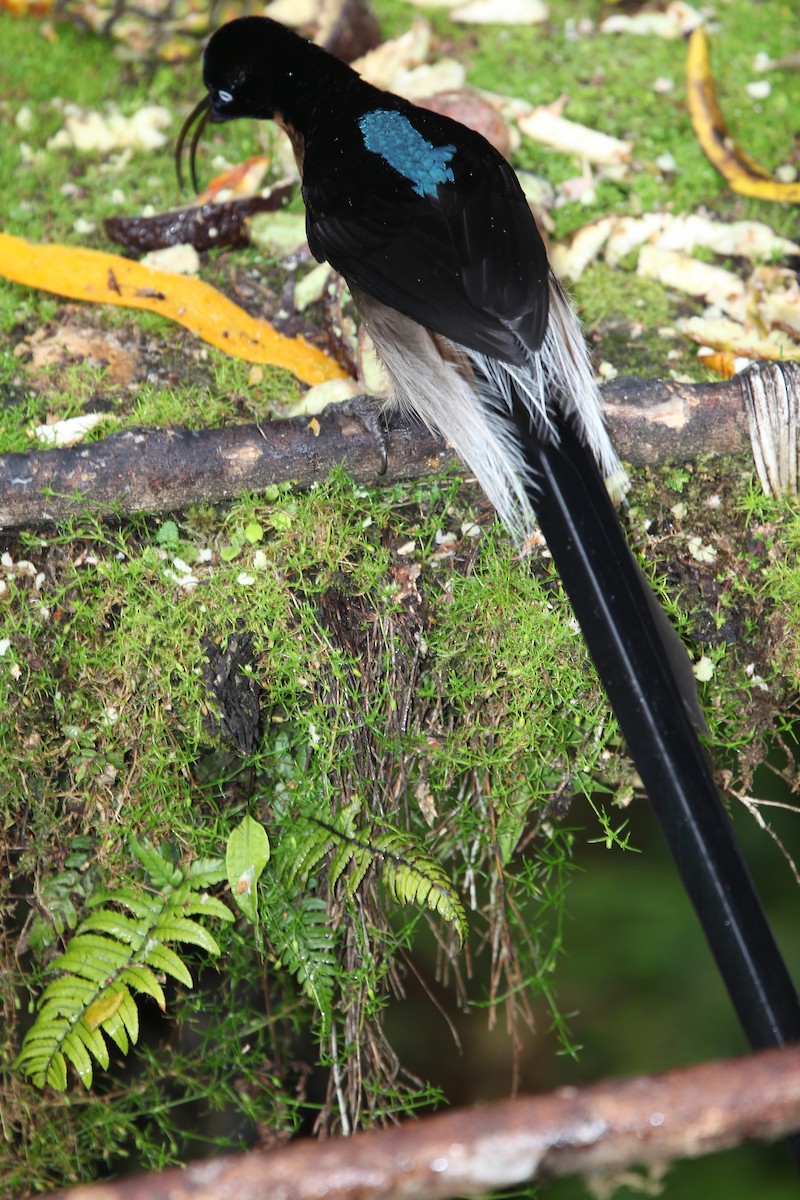 Brown Sicklebill - ML640392877