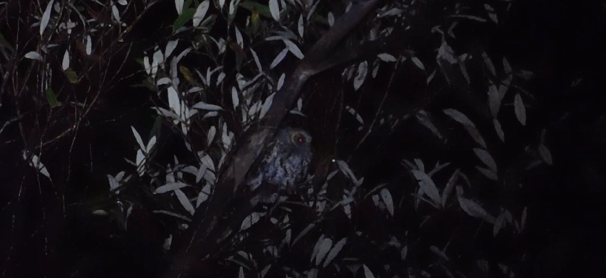 Flammulated Owl - ML640392883