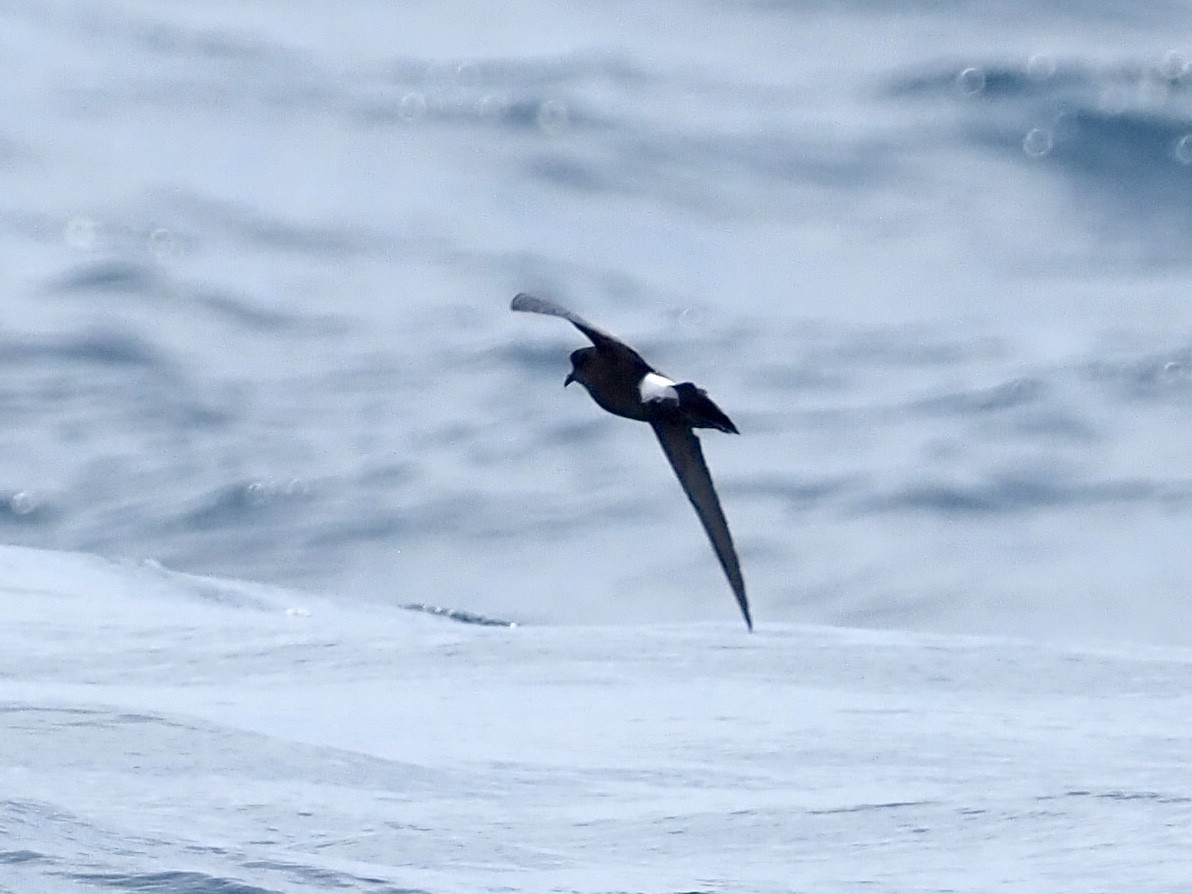Wilson's Storm-Petrel - ML640392894
