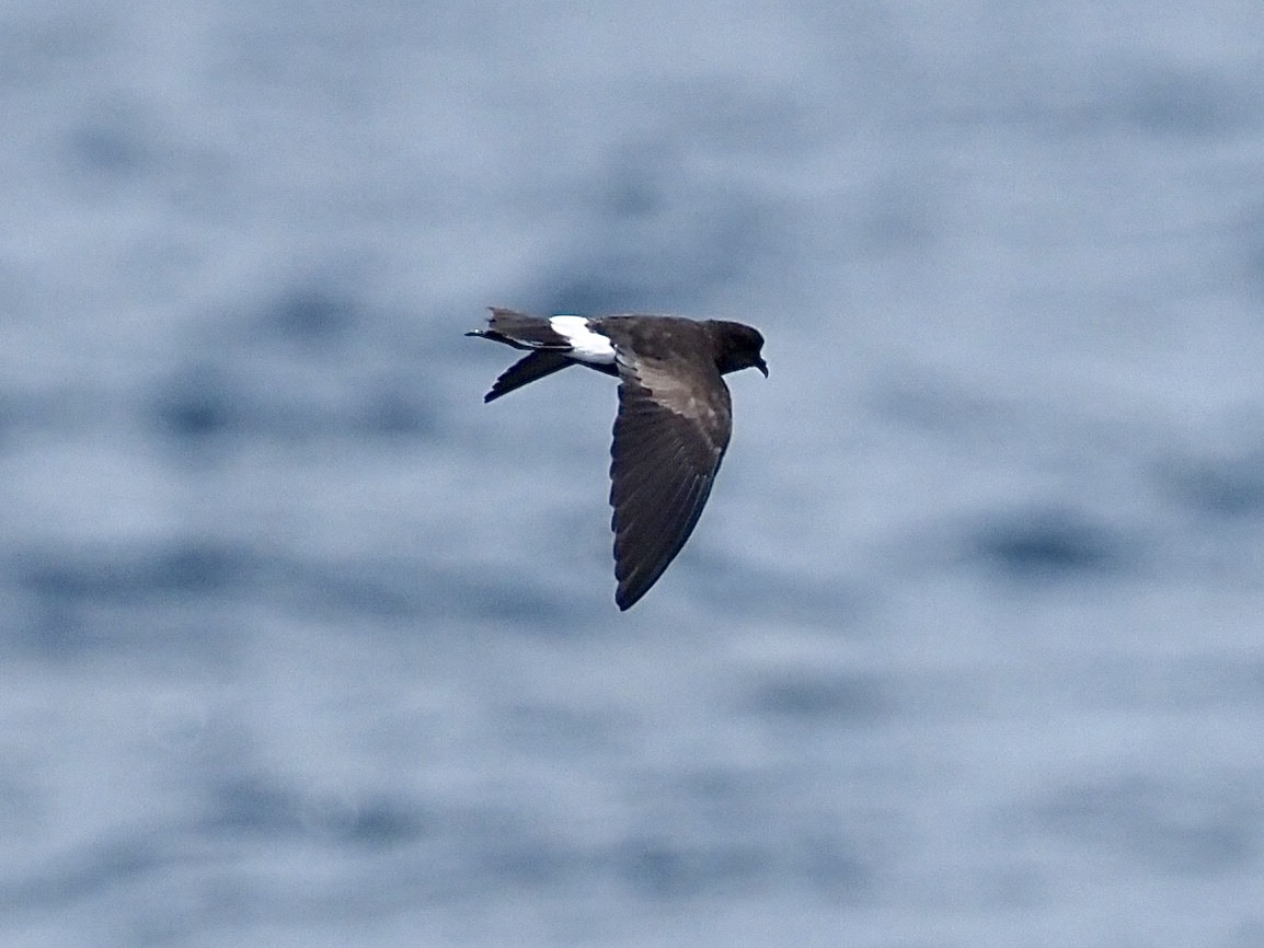 Wilson's Storm-Petrel - ML640392896