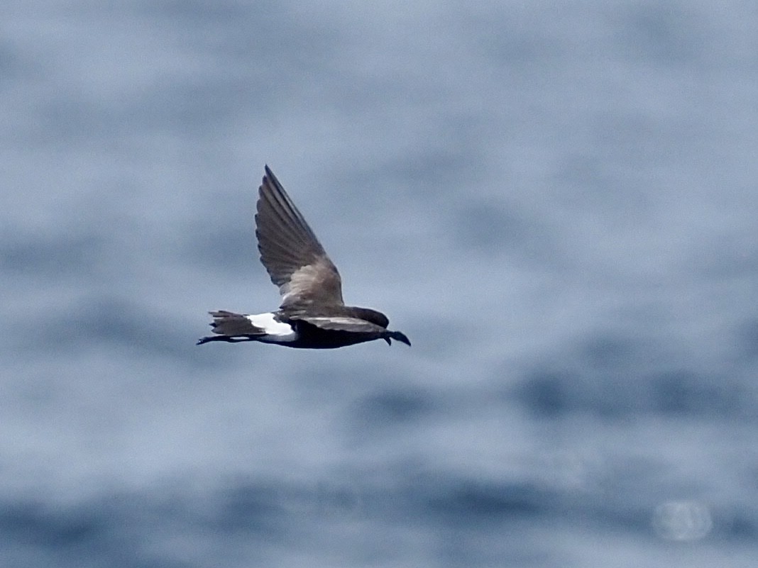 Wilson's Storm-Petrel - ML640392897