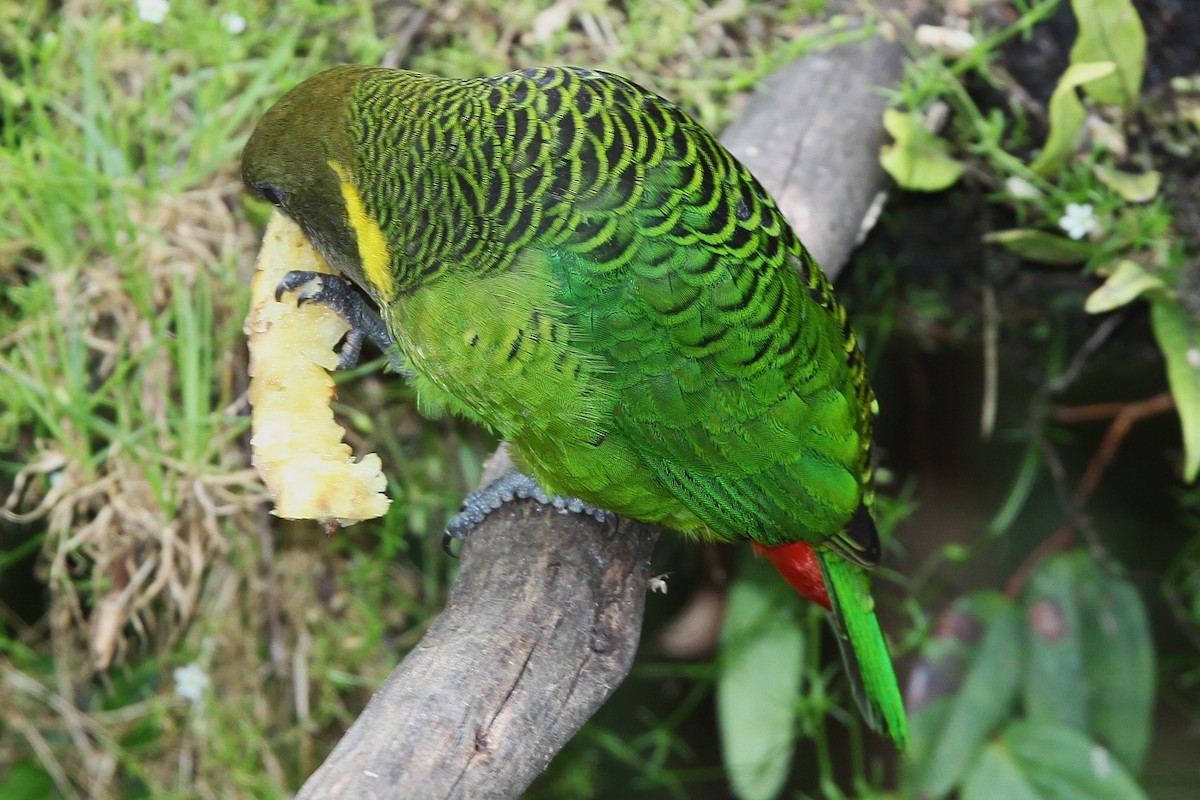 Brehm's Tiger-Parrot - ML640392899