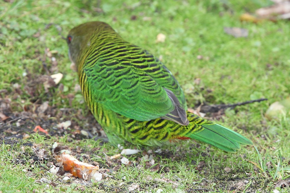 Brehm's Tiger-Parrot - ML640392900