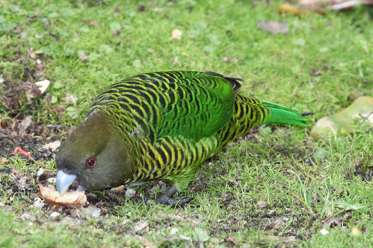 Brehm's Tiger-Parrot - ML640392901