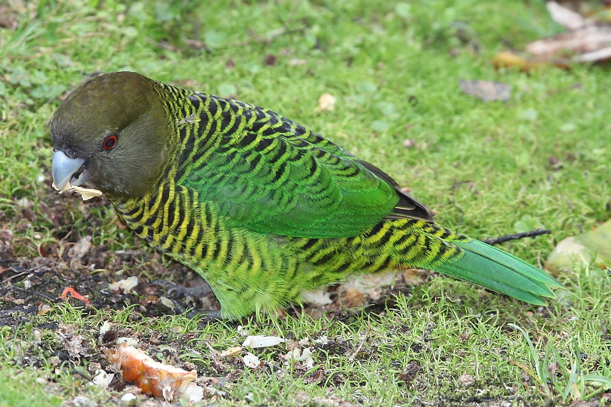 Brehm's Tiger-Parrot - ML640392902