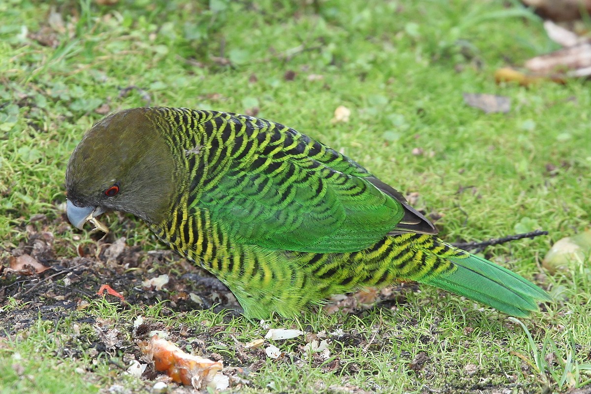 Brehm's Tiger-Parrot - ML640392903