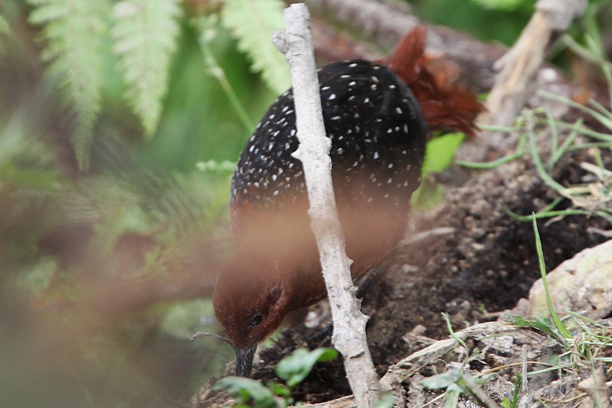 Chestnut Forest Rail - ML640392913