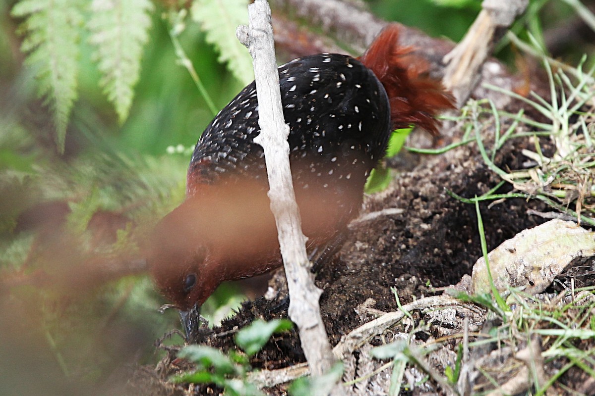 Chestnut Forest Rail - ML640392914