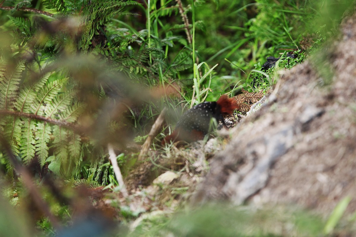 Chestnut Forest Rail - ML640392915