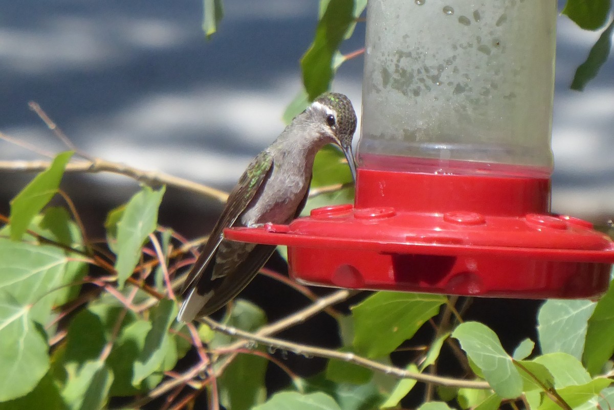 Blue-throated Mountain-gem - ML640392922